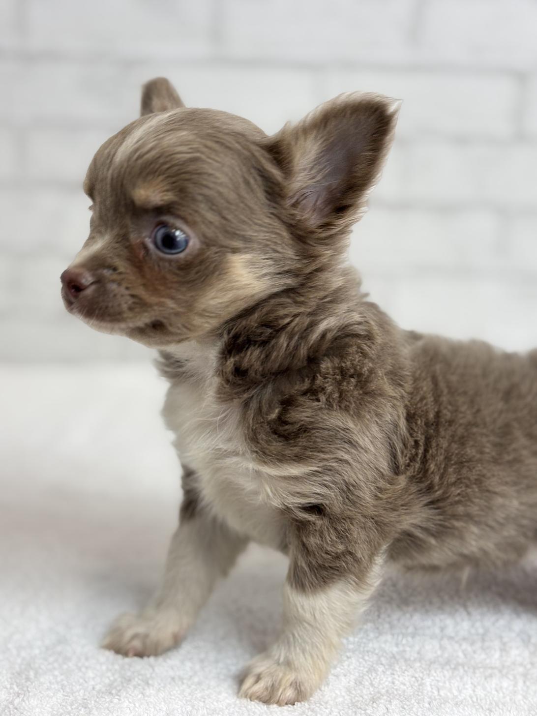 埼玉県のチワワ(ロング) (ペッツスマイル加須インター店/2025年8月22日生まれ/男の子/イザベラタンホワイト)の子犬の4枚目の画像