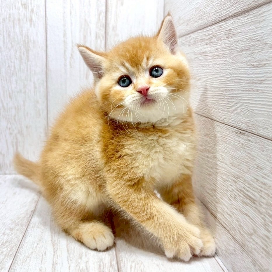 千葉県のブリティッシュショートヘアー (ペピカファミリー松戸店/2026年1月4日生まれ/男の子/ゴールデン)の子猫の1枚目の画像