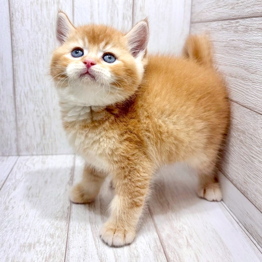 千葉県のブリティッシュショートヘアー (ペピカファミリー松戸店/2026年1月4日生まれ/男の子/ゴールデン)の子猫の2枚目の画像