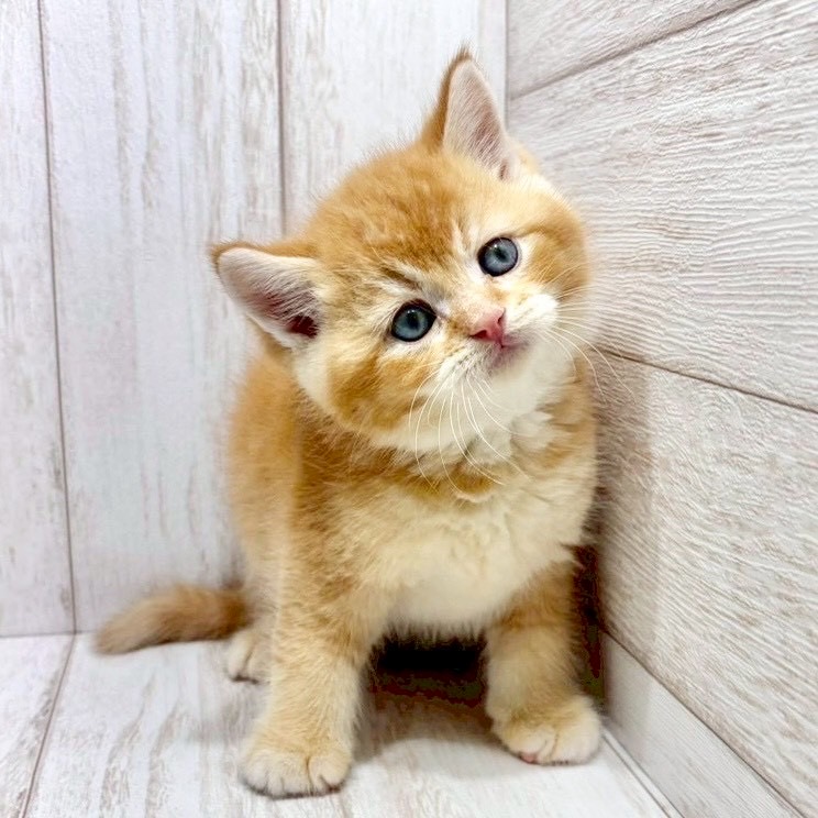 千葉県のブリティッシュショートヘアー (ペピカファミリー松戸店/2026年1月4日生まれ/男の子/ゴールデン)の子猫の3枚目の画像