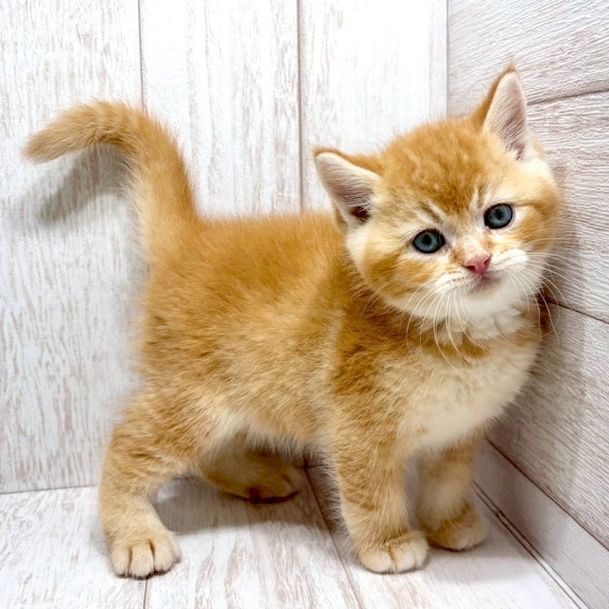 千葉県のブリティッシュショートヘアー (ペピカファミリー松戸店/2026年1月4日生まれ/男の子/ゴールデン)の子猫の4枚目の画像