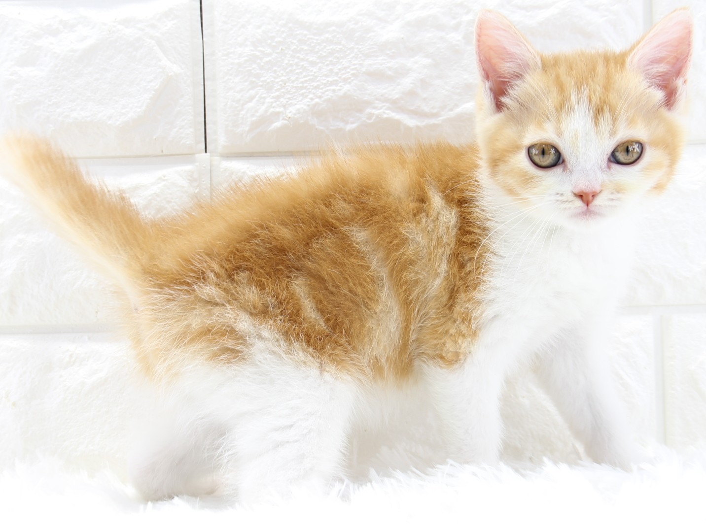 愛知県のスコティッシュフォールド (猫福家 名古屋南店/2026年1月21日生まれ/女の子/レッドタビーホワイト)の子猫の1枚目の画像