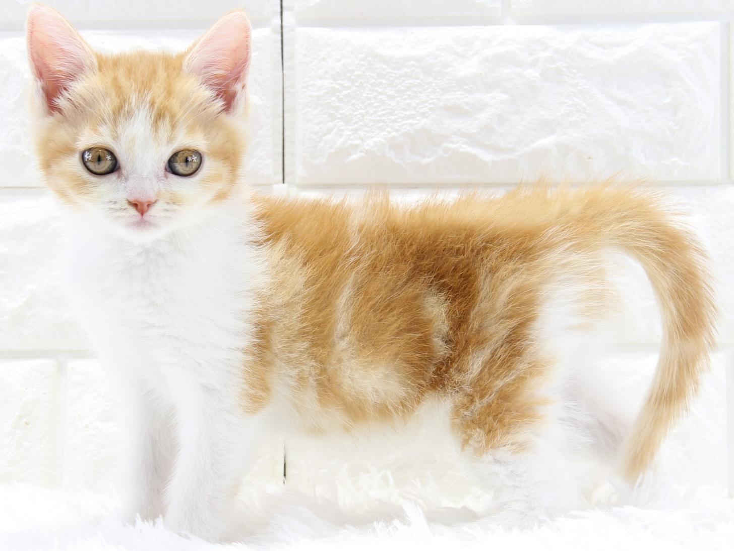 愛知県のスコティッシュフォールド (猫福家 名古屋南店/2026年1月21日生まれ/女の子/レッドタビーホワイト)の子猫の2枚目の画像