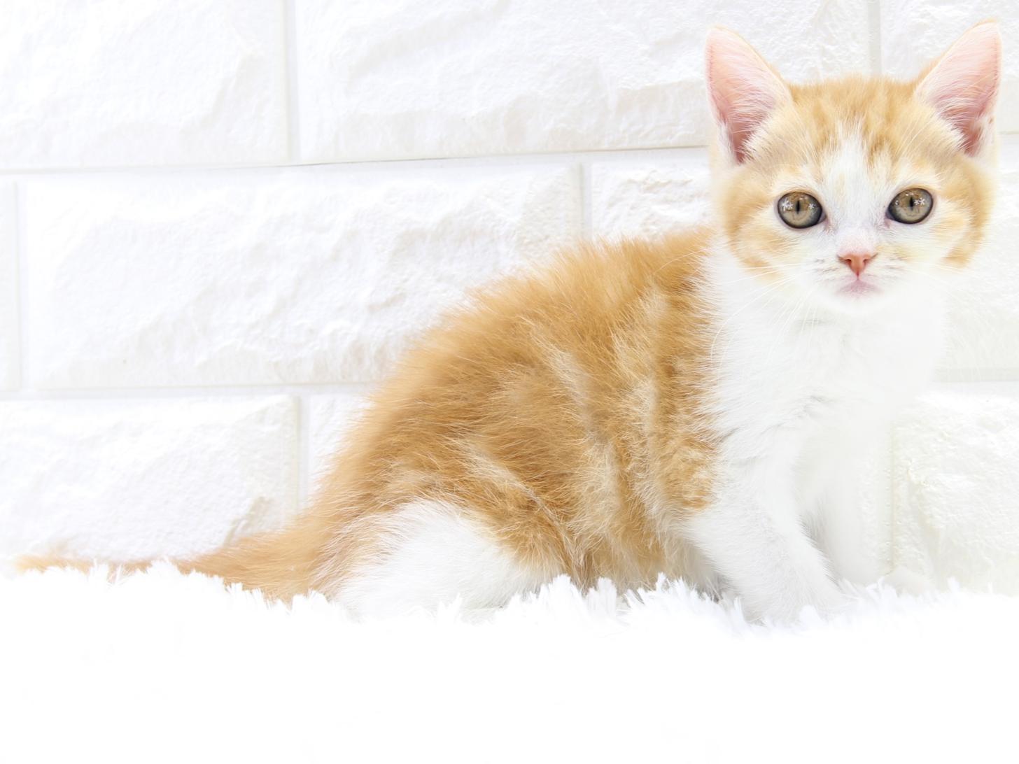 愛知県のスコティッシュフォールド (猫福家 名古屋南店/2026年1月21日生まれ/女の子/レッドタビーホワイト)の子猫の3枚目の画像