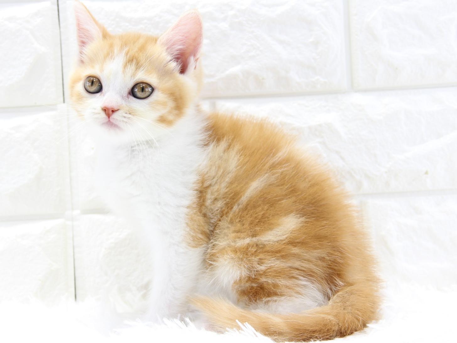 愛知県のスコティッシュフォールド (猫福家 名古屋南店/2026年1月21日生まれ/女の子/レッドタビーホワイト)の子猫の4枚目の画像