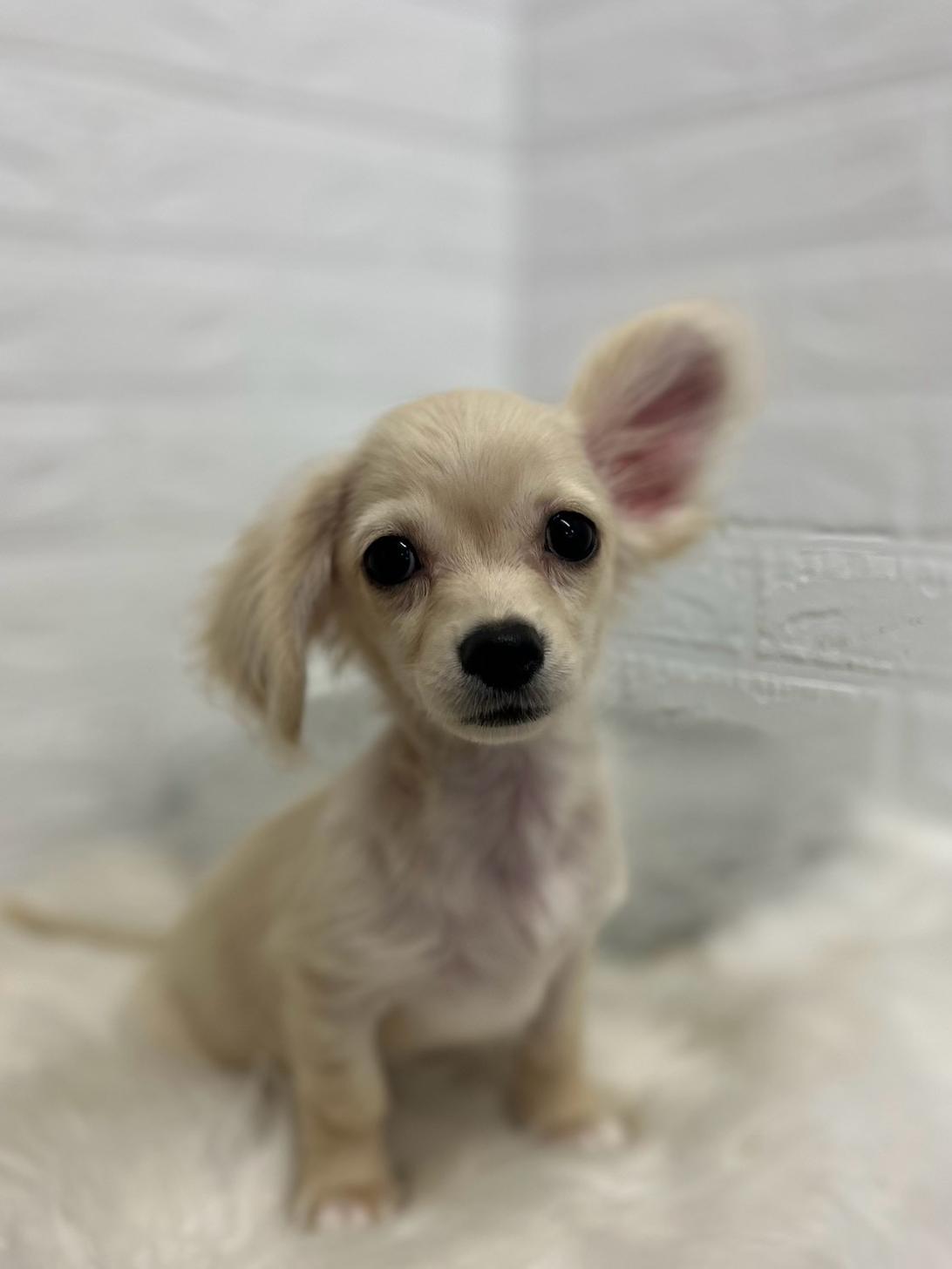 東京都のハーフ犬・ミックス犬 (ペットショップcoco東京港区店/2026年5月12日生まれ/男の子/イエロー)の子犬