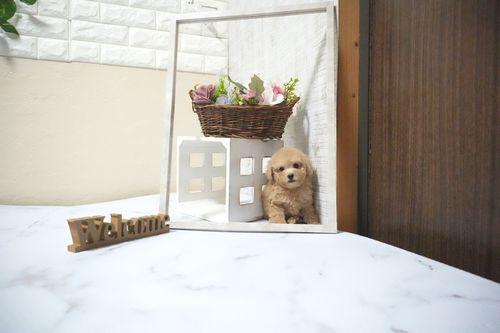 滋賀県のトイプードル(タイニー) (いっぷく湖南店/2025年10月4日生まれ/女の子/オレンジフォーン)の子犬の1枚目の画像