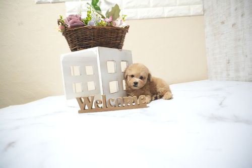 滋賀県のトイプードル(タイニー) (いっぷく湖南店/2025年10月4日生まれ/女の子/オレンジフォーン)の子犬の2枚目の画像