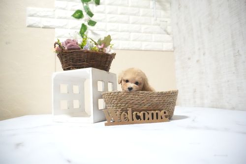 滋賀県のトイプードル(タイニー) (いっぷく湖南店/2025年10月4日生まれ/女の子/オレンジフォーン)の子犬の3枚目の画像