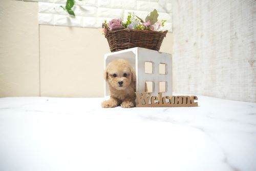 滋賀県のトイプードル(タイニー) (いっぷく湖南店/2025年10月4日生まれ/女の子/オレンジフォーン)の子犬の4枚目の画像