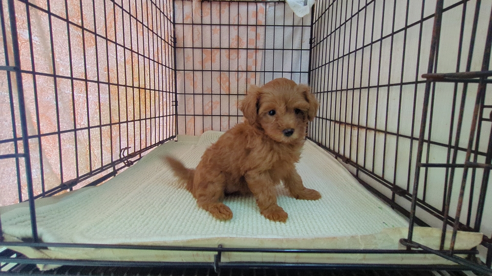 茨城県のマルプー(マルチーズ×プードル) (ペットショップスズキ/2026年1月10日生まれ/女の子/レッド)の子犬の1枚目の画像