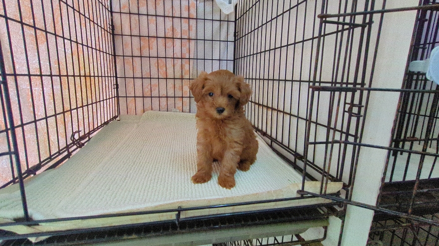 茨城県のマルプー(マルチーズ×プードル) (ペットショップスズキ/2026年1月10日生まれ/女の子/レッド)の子犬の2枚目の画像