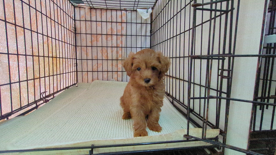 茨城県のマルプー(マルチーズ×プードル) (ペットショップスズキ/2026年1月10日生まれ/女の子/レッド)の子犬の3枚目の画像