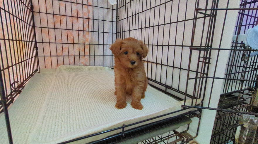 茨城県のマルプー(マルチーズ×プードル) (ペットショップスズキ/2026年1月10日生まれ/女の子/レッド)の子犬の4枚目の画像