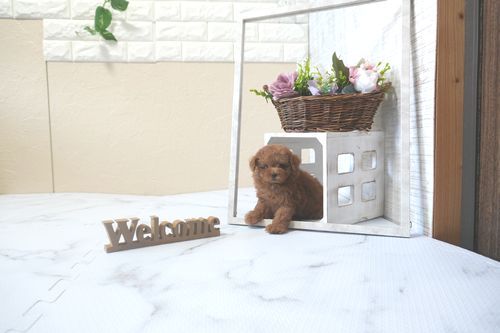 滋賀県のトイプードル(トイ) (いっぷく湖南店/2025年9月9日生まれ/女の子/レッドフォーン)の子犬の1枚目の画像