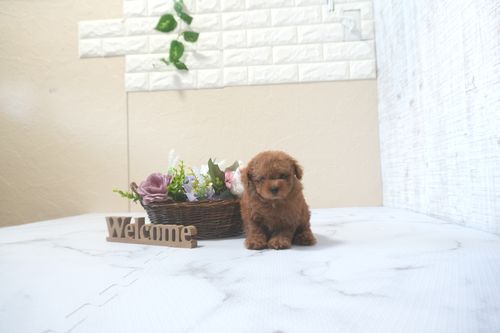 滋賀県のトイプードル(トイ) (いっぷく湖南店/2025年9月9日生まれ/女の子/レッドフォーン)の子犬の2枚目の画像