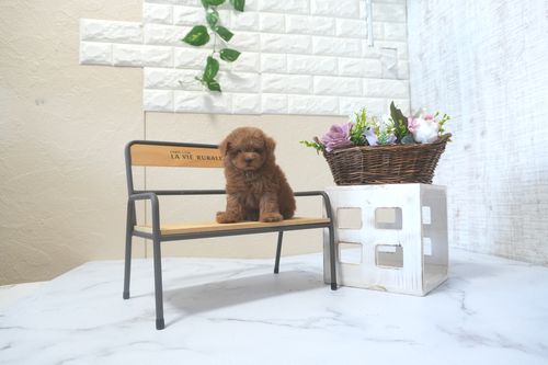 滋賀県のトイプードル(トイ) (いっぷく湖南店/2025年9月9日生まれ/女の子/レッドフォーン)の子犬の3枚目の画像