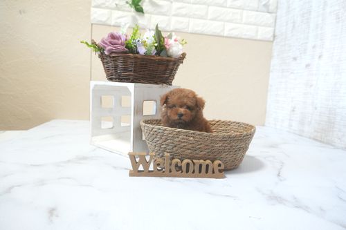 滋賀県のトイプードル(トイ) (いっぷく湖南店/2025年9月9日生まれ/女の子/レッドフォーン)の子犬の4枚目の画像