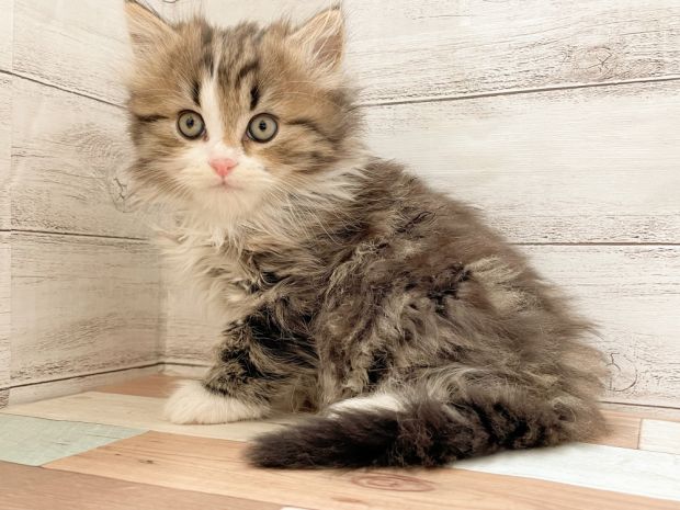 新潟県のマンチカン (竹内ペット 新津本店/2025年11月8日生まれ/男の子/ブラウンタビーホワイト)の子猫の1枚目の画像