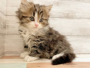 新潟県のマンチカン (竹内ペット 新津本店/2025年11月8日生まれ/男の子/ブラウンタビーホワイト)の子猫の2枚目の画像