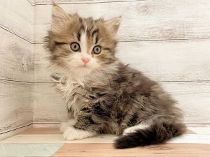 新潟県のマンチカン (竹内ペット 新津本店/2025年11月8日生まれ/男の子/ブラウンタビーホワイト)の子猫の3枚目の画像