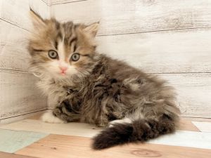 新潟県のマンチカン (竹内ペット 新津本店/2025年11月8日生まれ/男の子/ブラウンタビーホワイト)の子猫の4枚目の画像