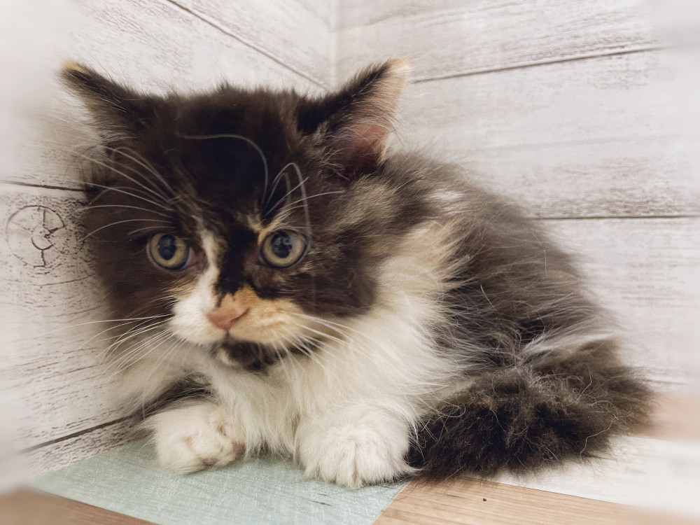 新潟県のマンチカン (竹内ペット 新津本店/2025年10月10日生まれ/女の子/ブラックホワイト)の子猫