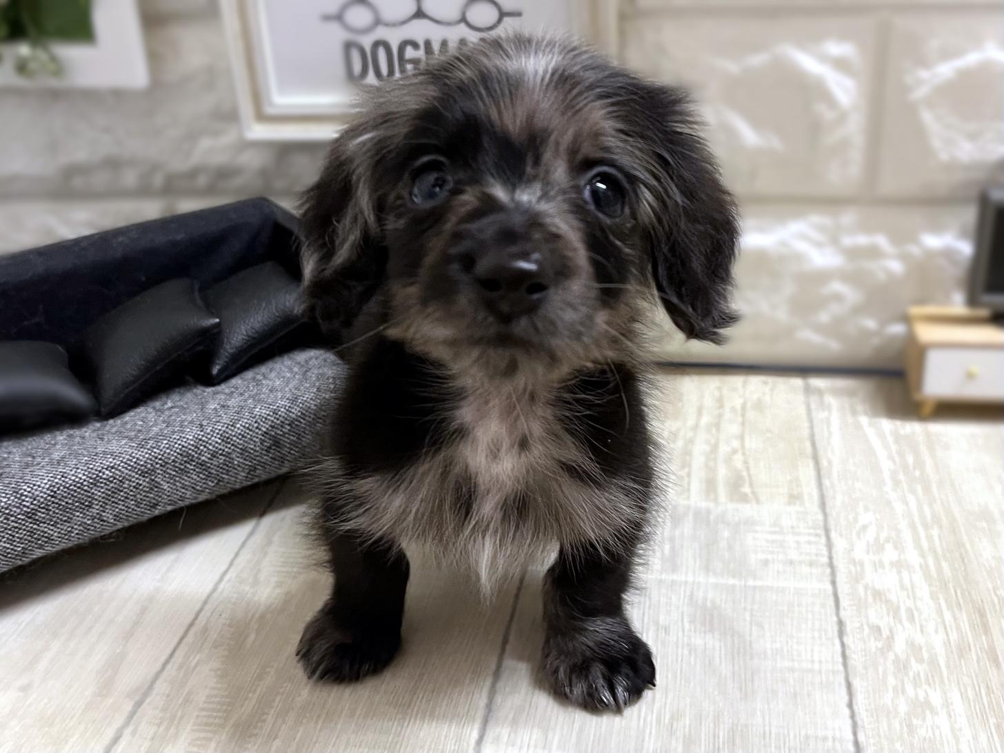 大阪府のカニンヘンダックスフンド(ロング) (DOGMAN平野瓜破店/2025年11月17日生まれ/男の子/シルバーダップル)の子犬の1枚目の画像