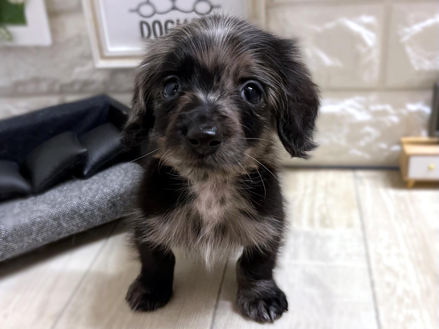 大阪府のカニンヘンダックスフンド(ロング) (DOGMAN平野瓜破店/2025年11月17日生まれ/男の子/シルバーダップル)の子犬の2枚目の画像