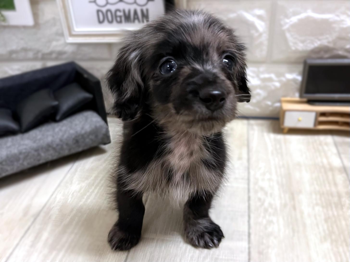 大阪府のカニンヘンダックスフンド(ロング) (DOGMAN平野瓜破店/2025年11月17日生まれ/男の子/シルバーダップル)の子犬の3枚目の画像