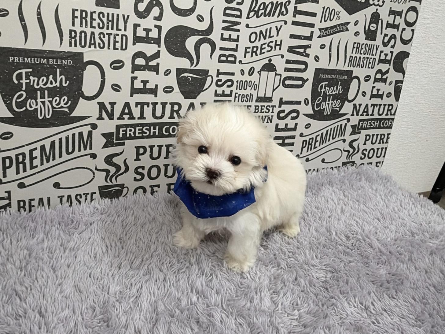 福岡県のマルプー(マルチーズ×プードル) (ぱぴぷぺっと福岡店/2025年12月12日生まれ/男の子/ホワイト)の子犬の1枚目の画像