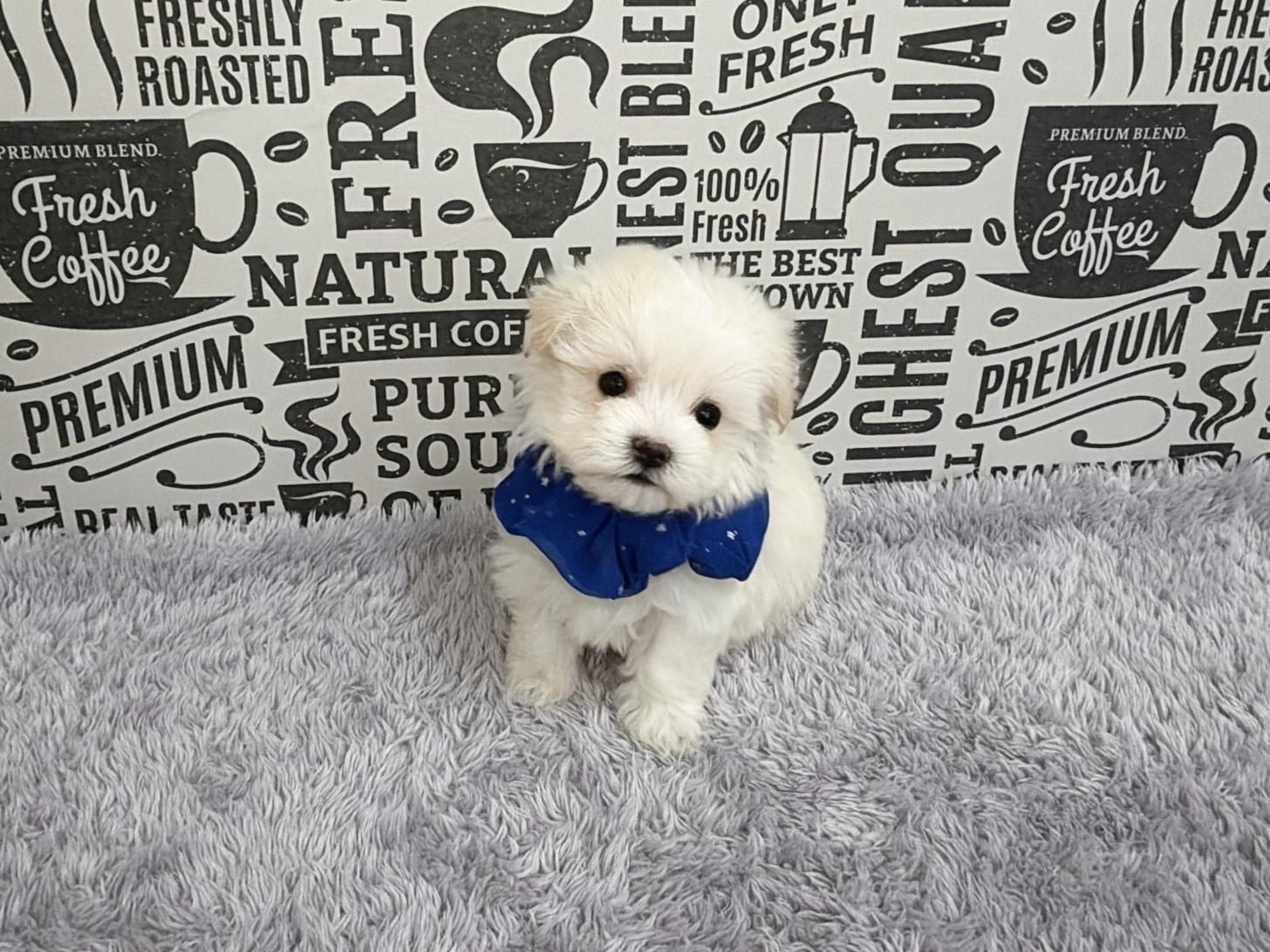 福岡県のマルプー(マルチーズ×プードル) (ぱぴぷぺっと福岡店/2025年12月12日生まれ/男の子/ホワイト)の子犬の2枚目の画像