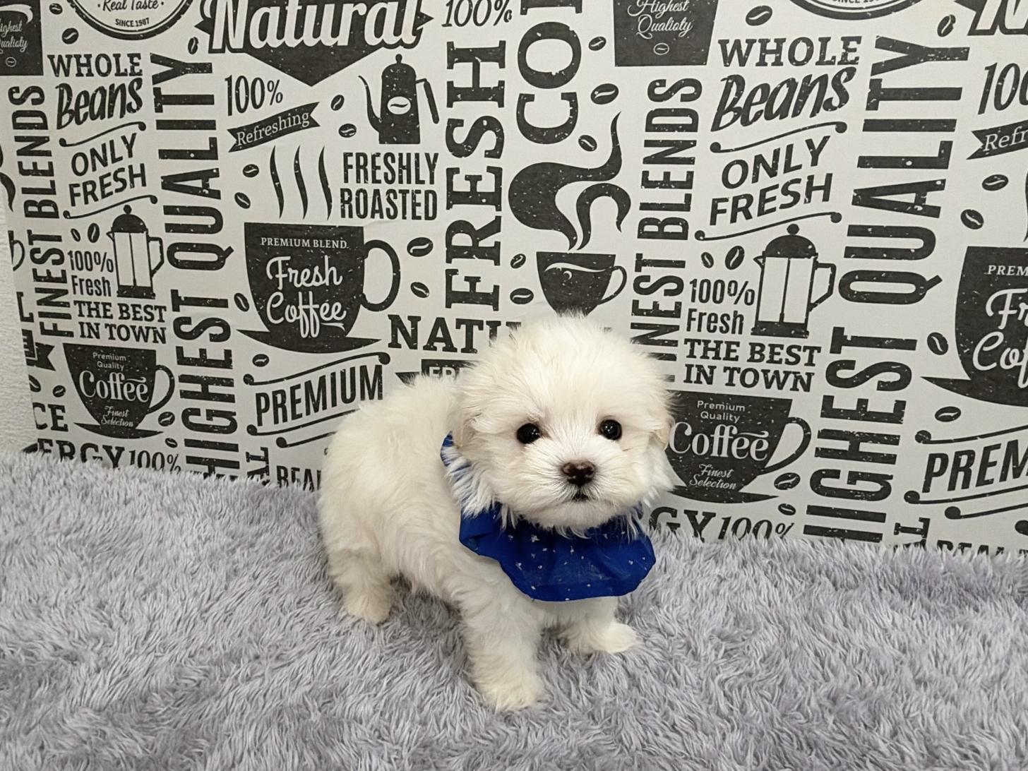 福岡県のマルプー(マルチーズ×プードル) (ぱぴぷぺっと福岡店/2025年12月12日生まれ/男の子/ホワイト)の子犬の3枚目の画像