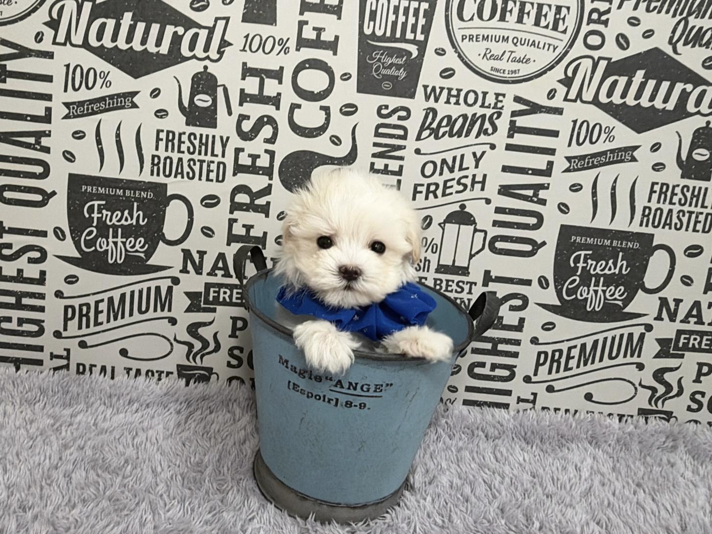 福岡県のマルプー(マルチーズ×プードル) (ぱぴぷぺっと福岡店/2025年12月12日生まれ/男の子/ホワイト)の子犬の4枚目の画像