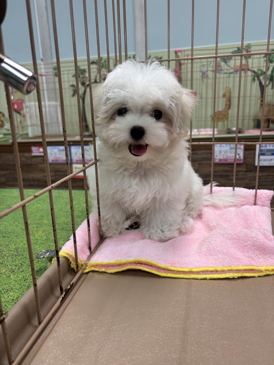 愛知県のマルチーズ (子いぬの足あと/2025年6月17日生まれ/男の子/ホワイト)の子犬