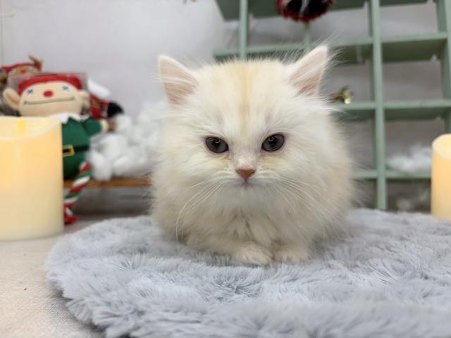 北海道のミヌエット (ラブワンコ カインズ大曲店/2025年10月7日生まれ/女の子/クリームタビー)の子猫