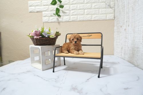 滋賀県のトイプードル(トイ) (いっぷく湖南店/2025年11月10日生まれ/女の子/オレンジフォーン)の子犬の1枚目の画像