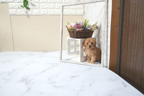 滋賀県のトイプードル(トイ) (いっぷく湖南店/2025年11月10日生まれ/女の子/オレンジフォーン)の子犬の2枚目の画像