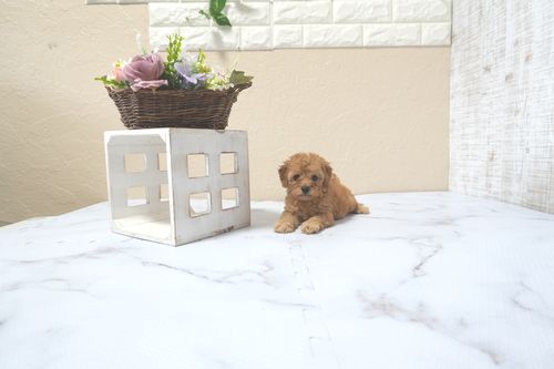 滋賀県のトイプードル(トイ) (いっぷく湖南店/2025年11月10日生まれ/女の子/オレンジフォーン)の子犬の3枚目の画像