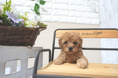 滋賀県のトイプードル(トイ) (いっぷく湖南店/2025年11月10日生まれ/女の子/オレンジフォーン)の子犬の4枚目の画像