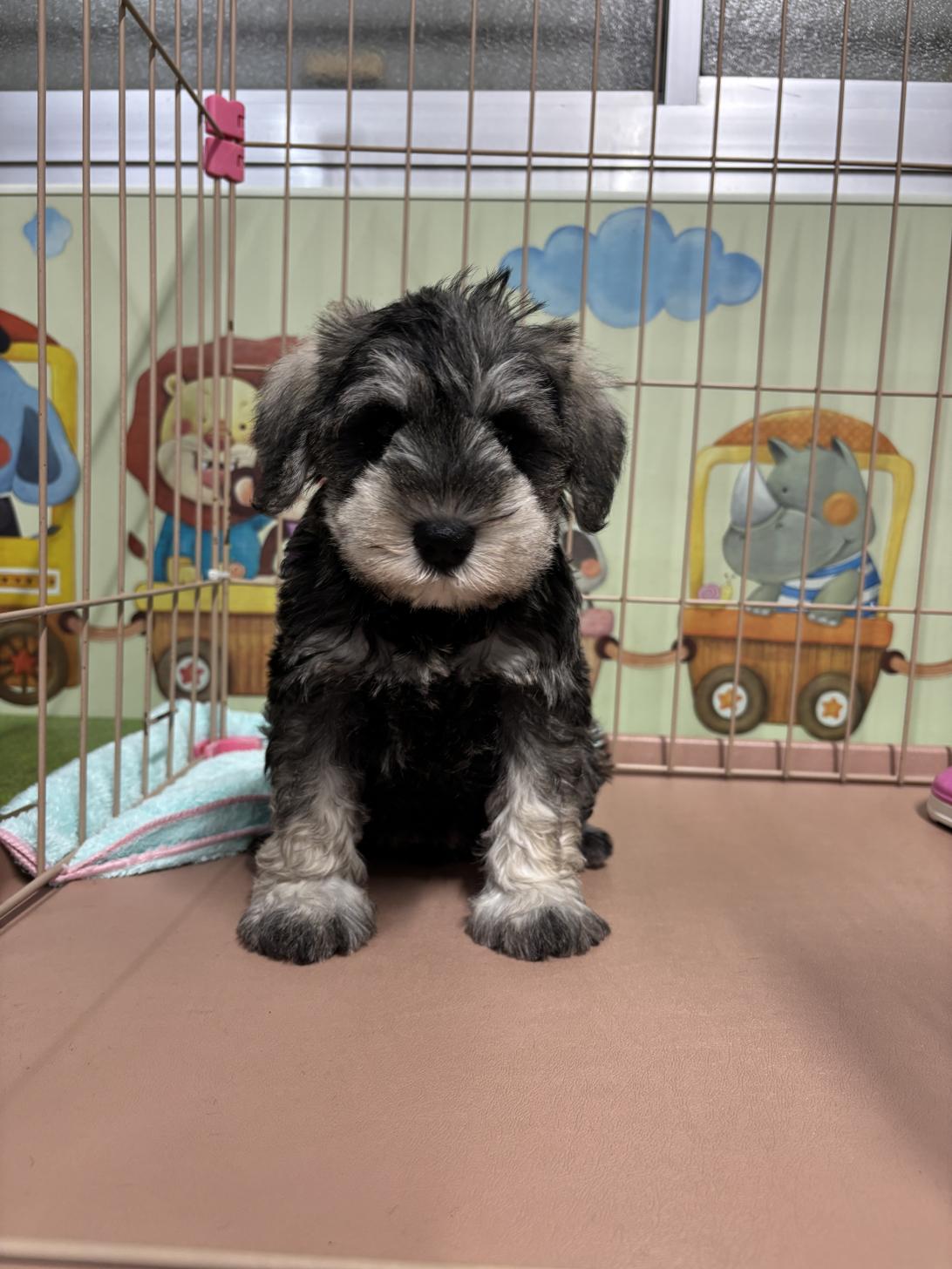 愛知県のミニチュアシュナウザー (子いぬの足あと/2026年2月8日生まれ/女の子/ソルトペッパー)の子犬