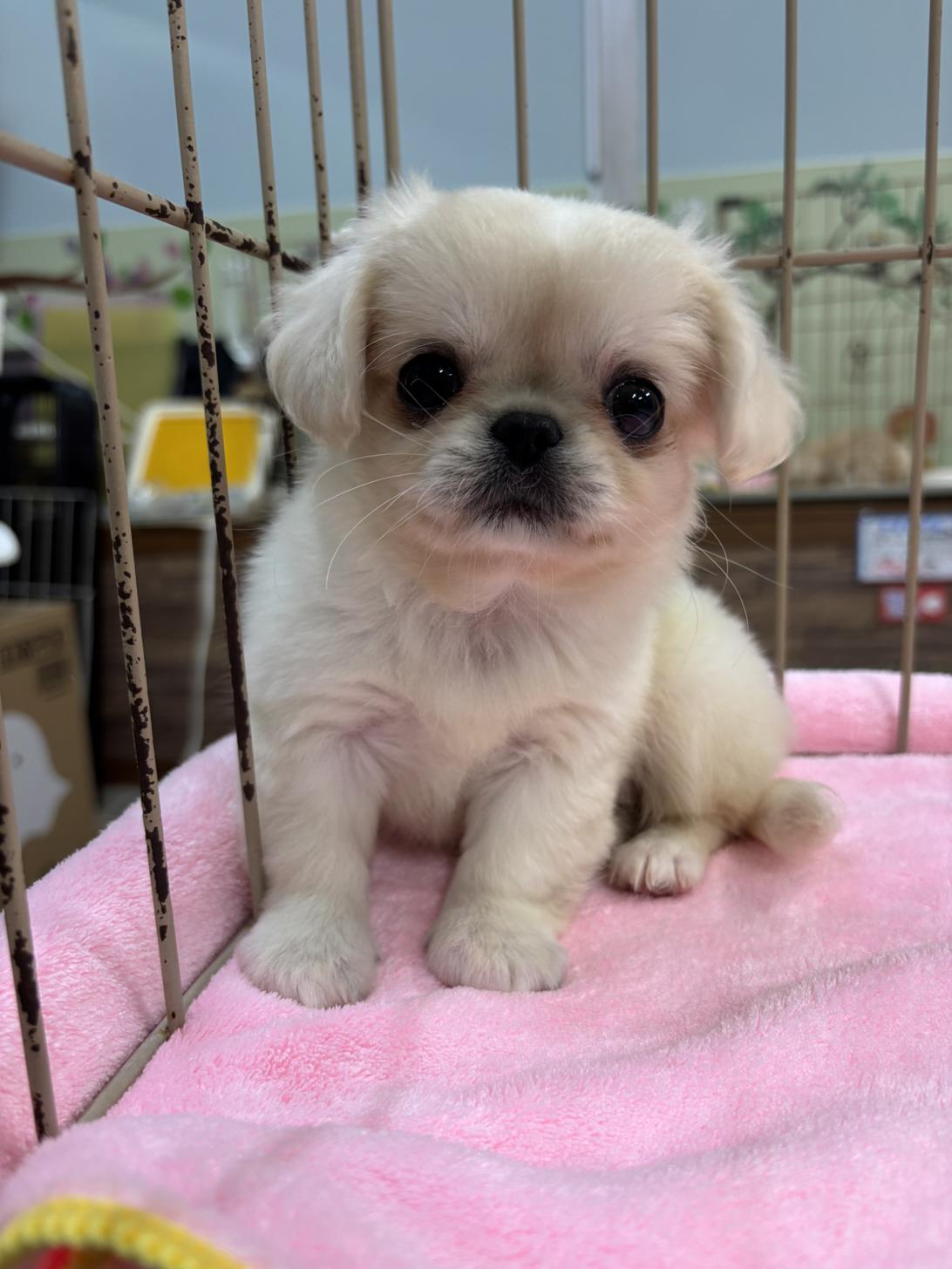 愛知県のチワペキ/ペキチー/ペキチワ(チワワ×ペキニーズ) (子いぬの足あと/2026年2月14日生まれ/女の子/クリームホワイト)の子犬