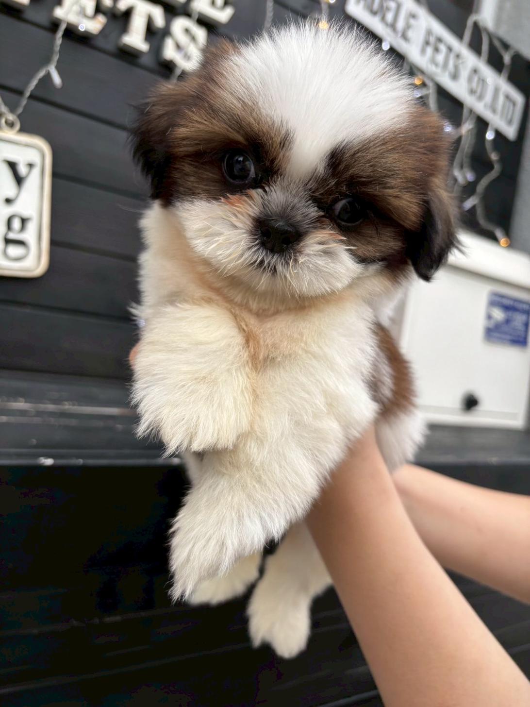 埼玉県のシーズー (ADELE PETS/2025年3月10日生まれ/男の子/ホワイトゴールド)の子犬