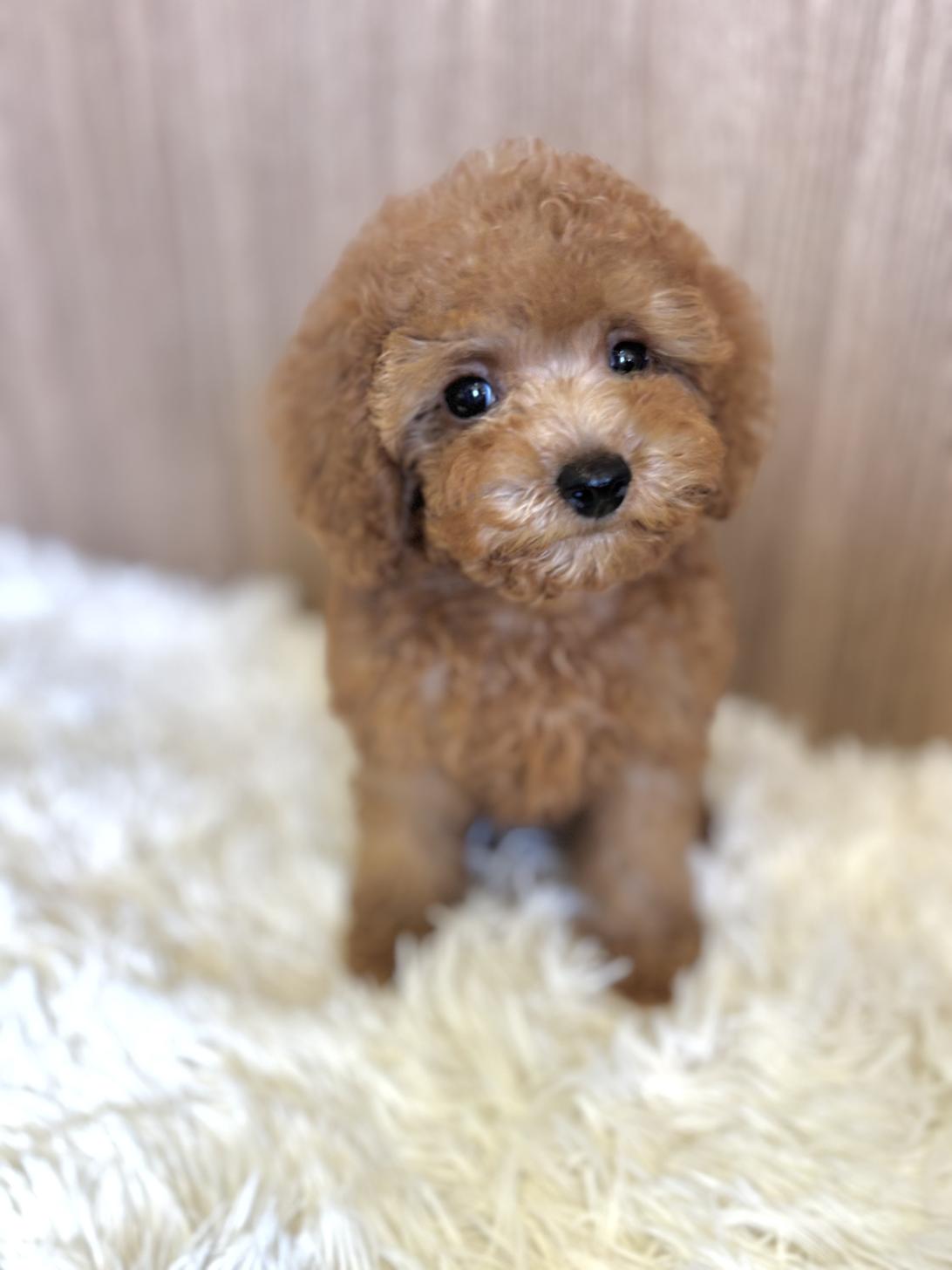 埼玉県のトイプードル(トイ) (ペッツスマイル南中野店/2025年5月6日生まれ/女の子/レッド)の子犬の1枚目の画像