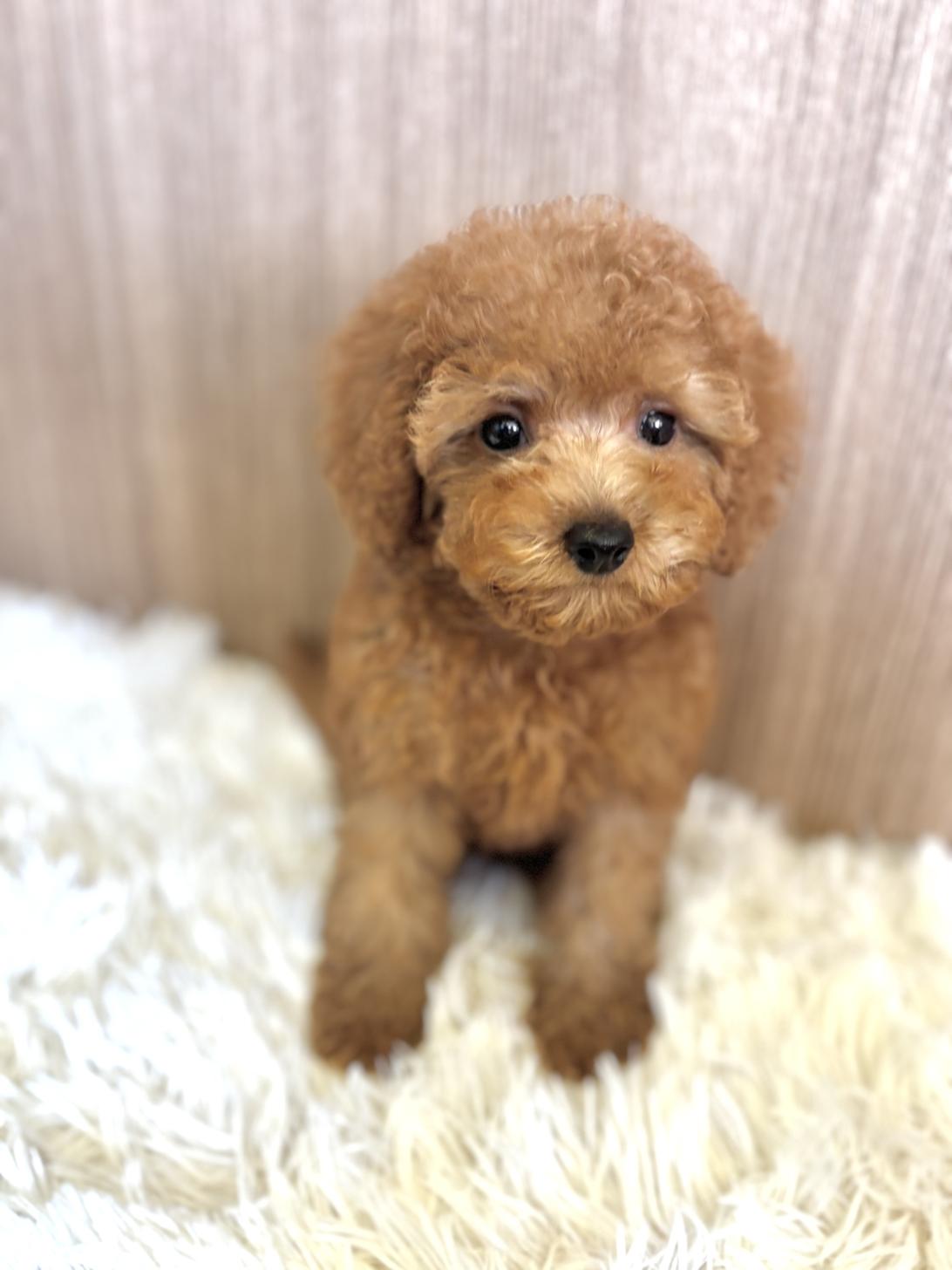 埼玉県のトイプードル(トイ) (ペッツスマイル南中野店/2025年5月6日生まれ/女の子/レッド)の子犬の2枚目の画像