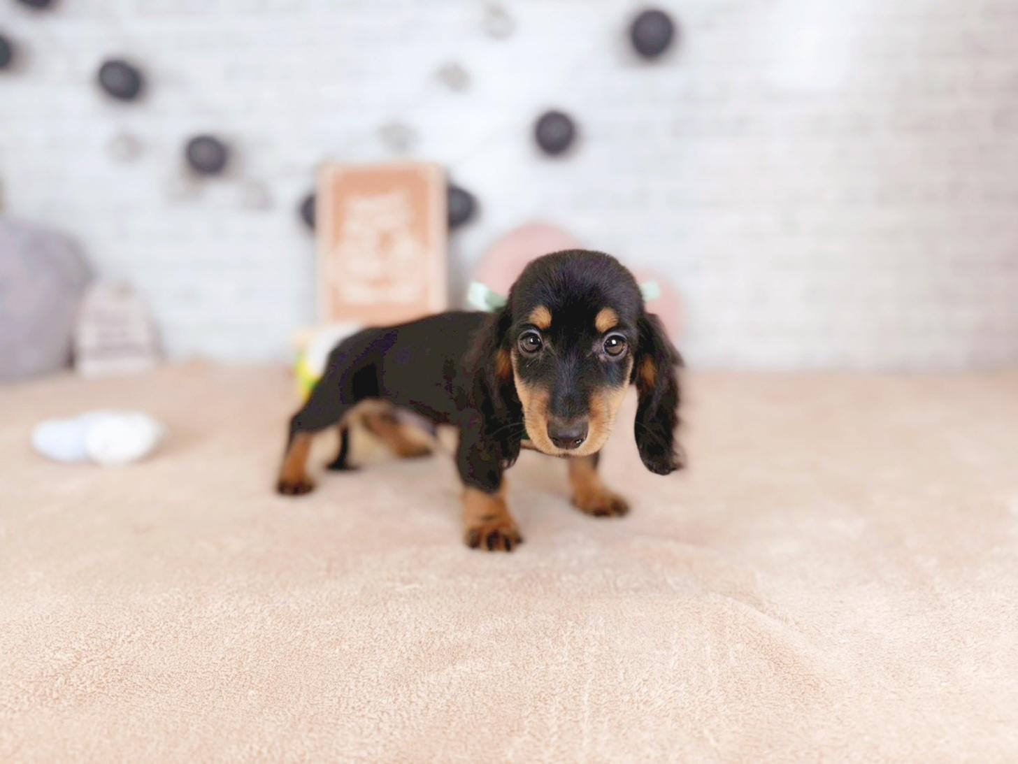 北海道のミニチュアダックスフンド(ロング) (ペットショップだんぼ/2025年11月4日生まれ/男の子/ブラックタン)の子犬の1枚目の画像