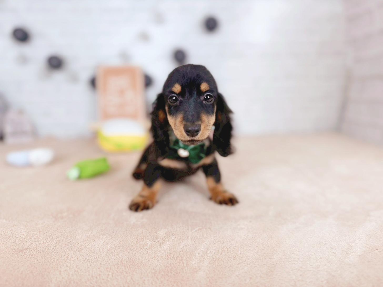 北海道のミニチュアダックスフンド(ロング) (ペットショップだんぼ/2025年11月4日生まれ/男の子/ブラックタン)の子犬の2枚目の画像