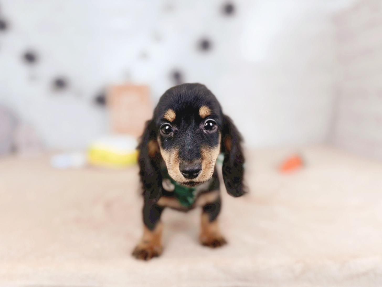 北海道のミニチュアダックスフンド(ロング) (ペットショップだんぼ/2025年11月4日生まれ/男の子/ブラックタン)の子犬の3枚目の画像