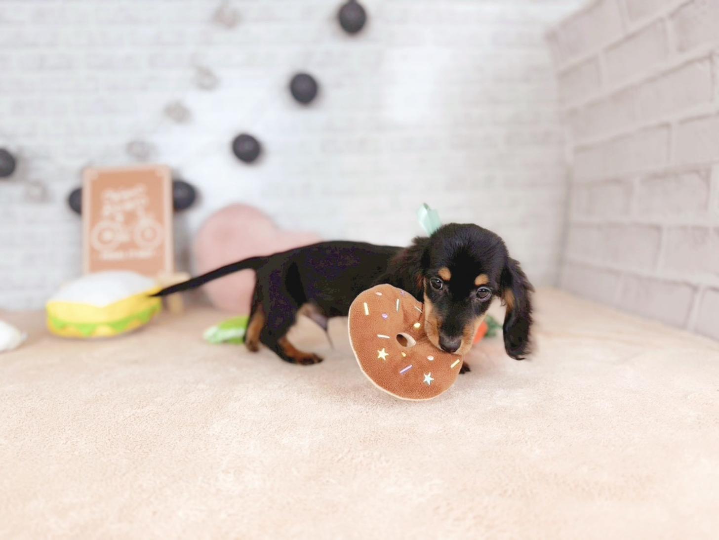 北海道のミニチュアダックスフンド(ロング) (ペットショップだんぼ/2025年11月4日生まれ/男の子/ブラックタン)の子犬の4枚目の画像