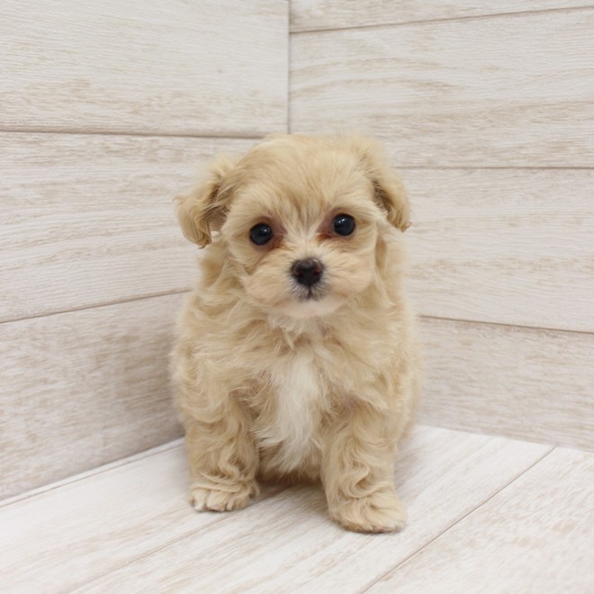 千葉県のポメプー(ポメラニアン×プードル) (ペピカファミリー松戸店/2026年2月13日生まれ/女の子/アプリコット)の子犬の1枚目の画像